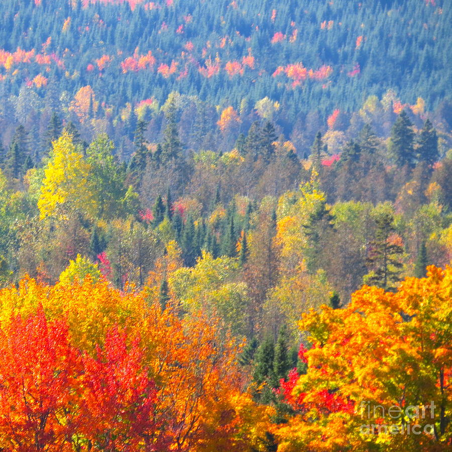 Layers of beauty Photograph by Brenda Ketch - Fine Art America