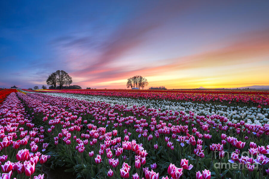 Layers of color in the horizon - 2013 Annual Tulip Fest Photograph by ...