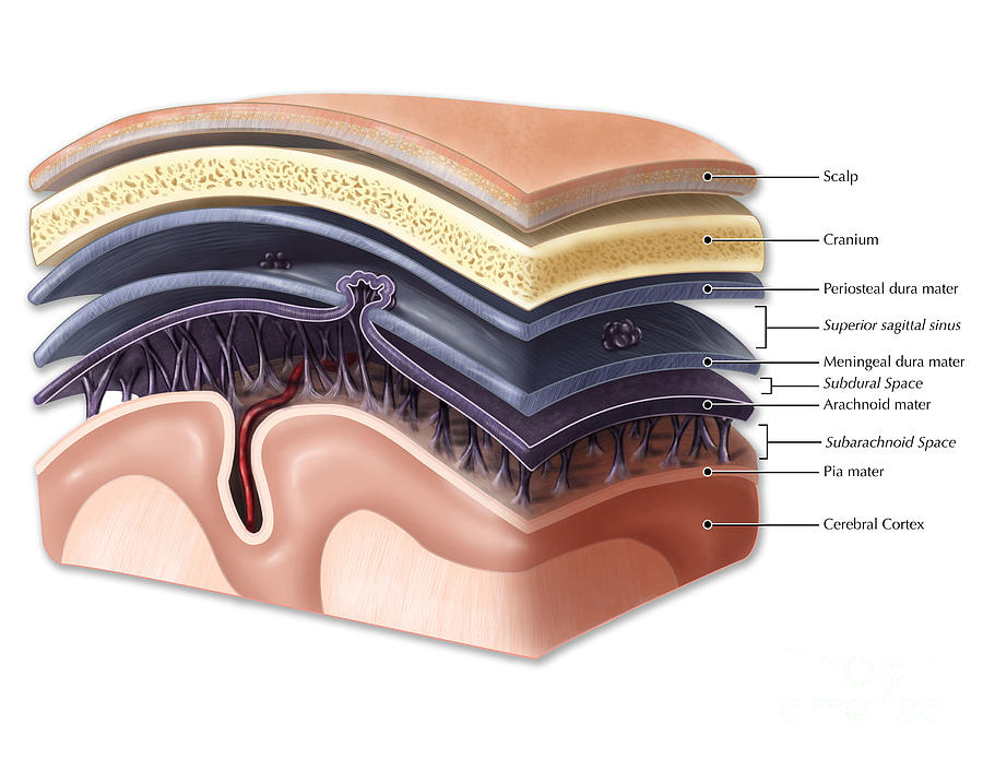 Layers Of Meninges Photograph by Evan Oto