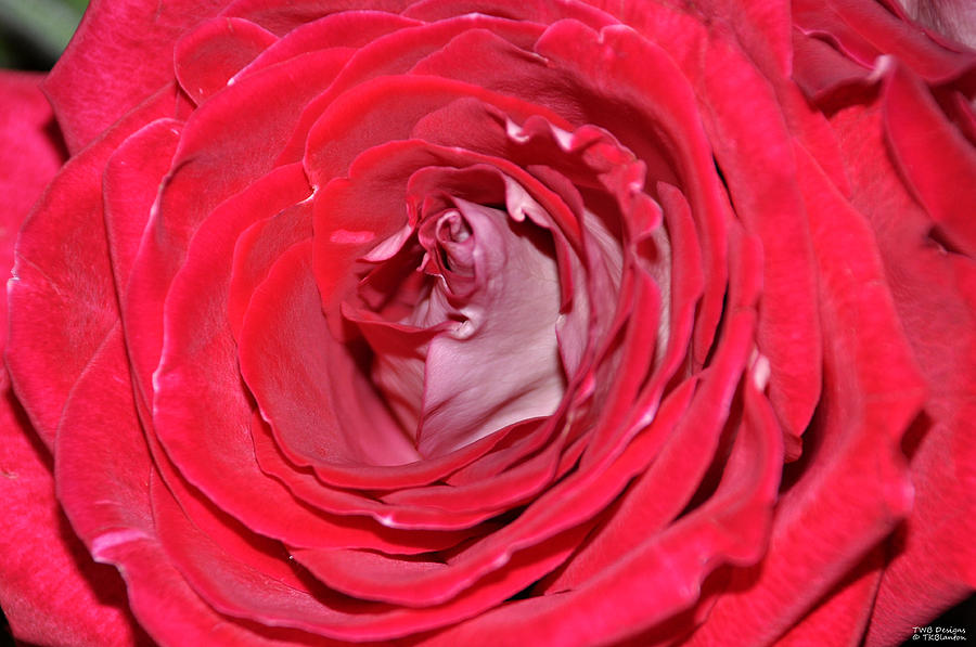 Layers of the Rose Photograph by Teresa Blanton