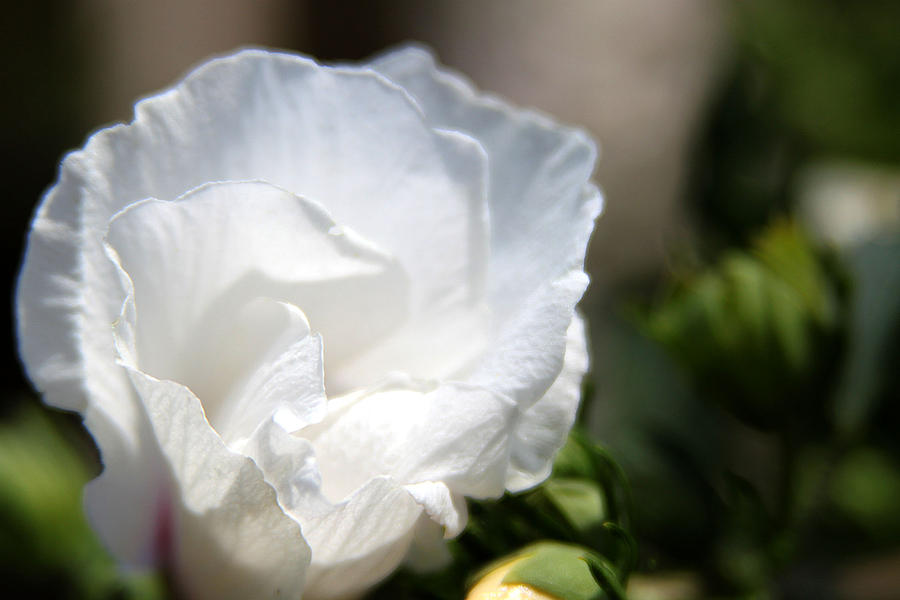 Layers of White by Meghan Coyle Layers of White by Meghan Coyle
