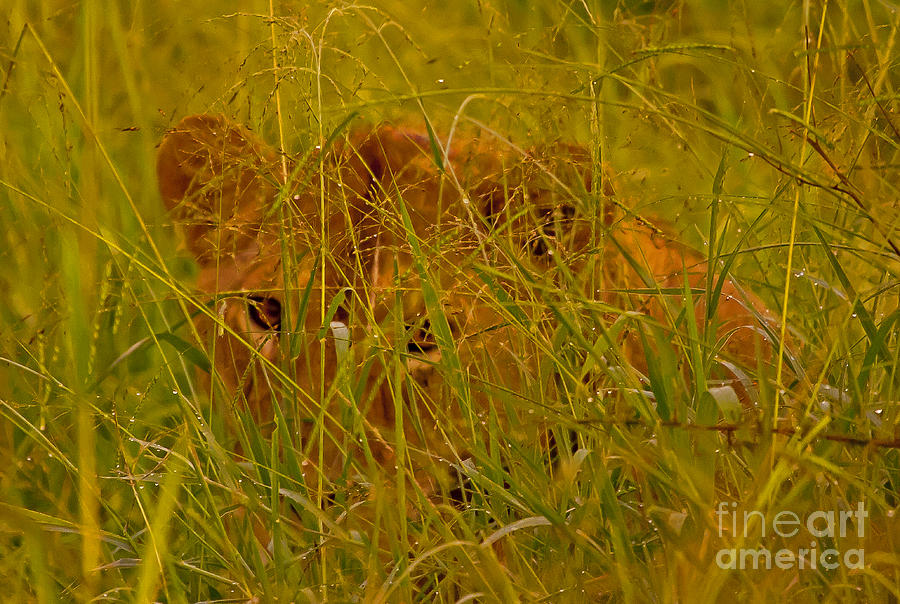 Laying In The Grass Photograph by J L Woody Wooden