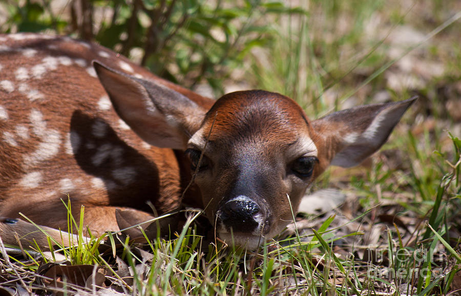 Deer Photograph - Laying Low by Diana Black