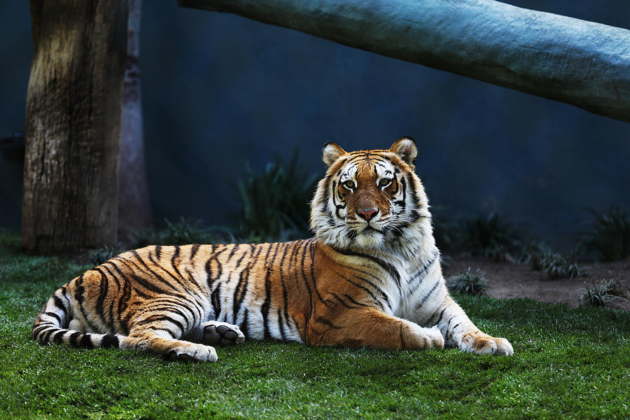 Laying Tiger Photograph by Kim French