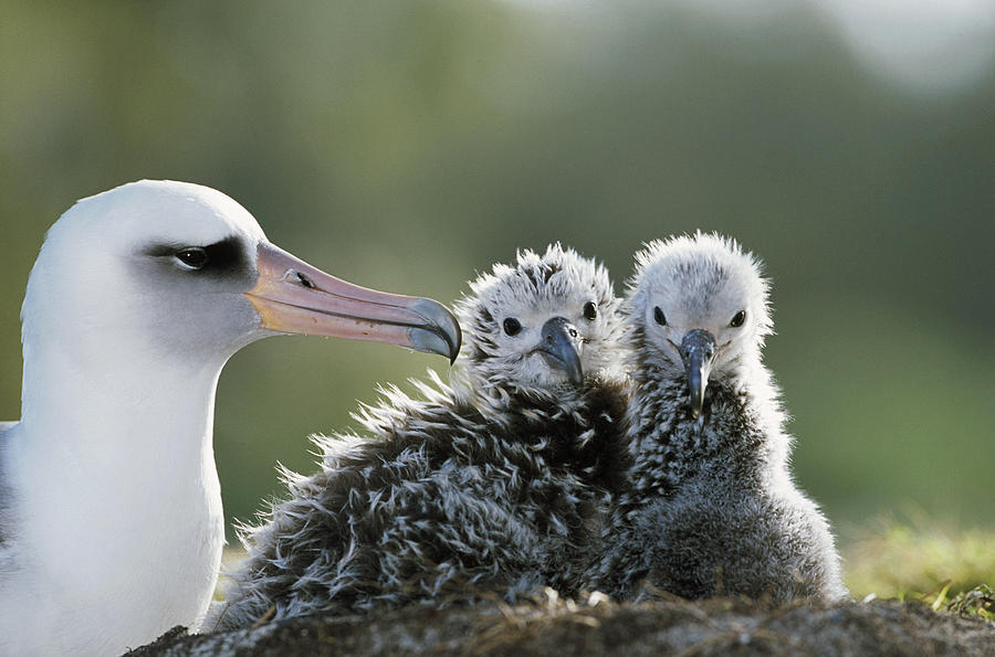 Laysan Albatross Chick Photograph by Tui De Roy