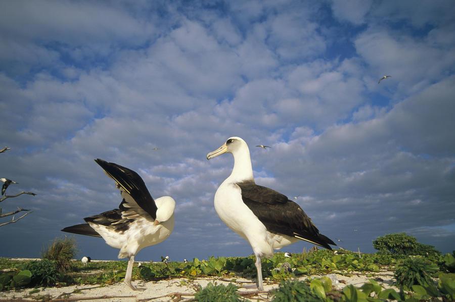 Laysan Albatross Courtship Dance Hawaii Photograph by Tui De Roy