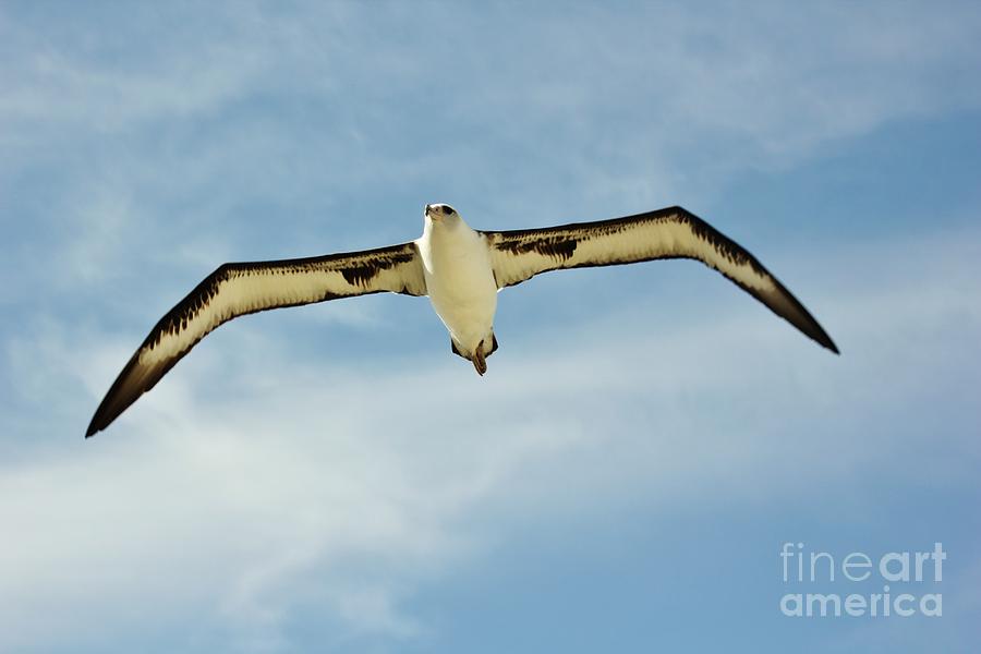 Laysan Albatross Photograph by Craig Wood