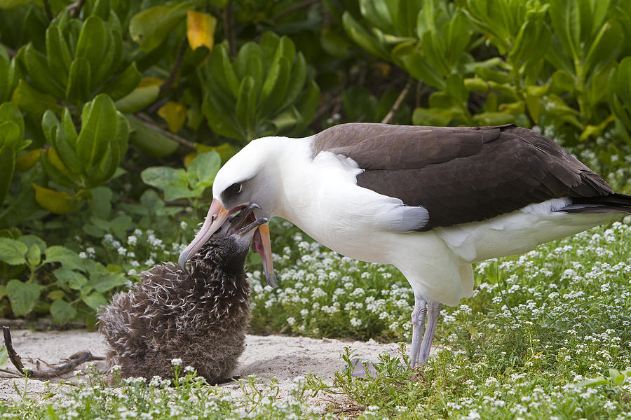 Albatross Photograph - Laysan Albatross Feeding Chick by M. Watson