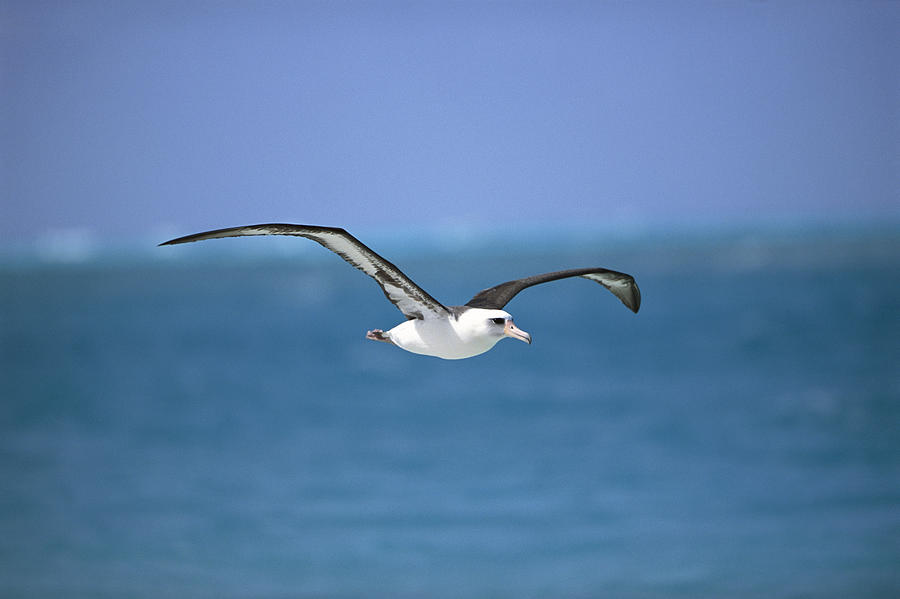 Laysan Albatross Flying Midway Atoll Photograph by Tui De Roy