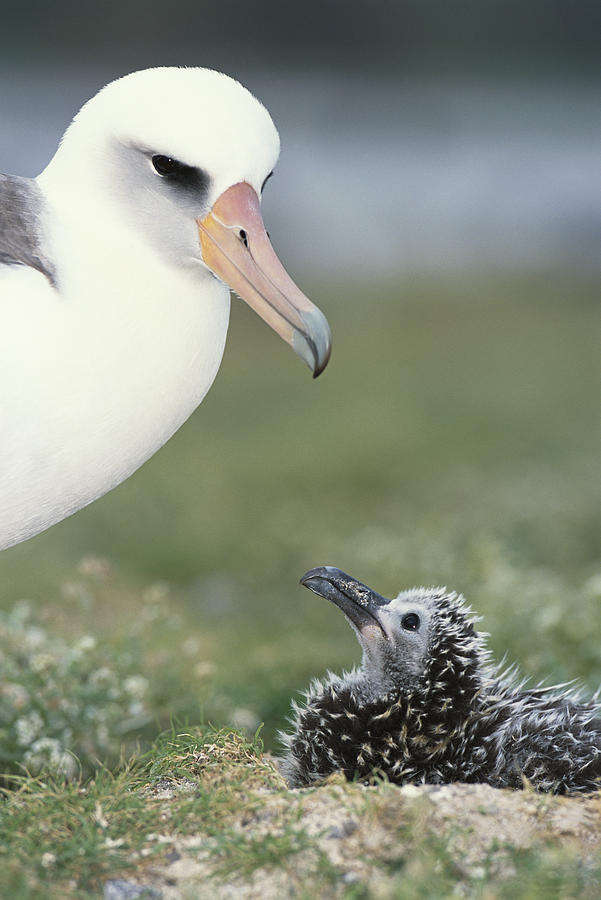 Laysan Albatross Guarding Young Chick Photograph by Tui De Roy