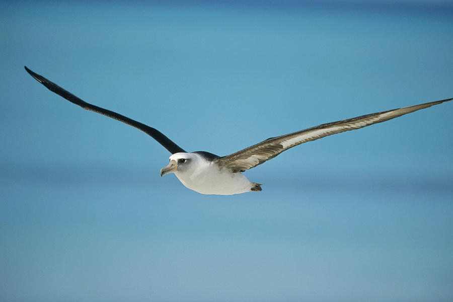Laysan Albatross Midway Atoll Hawaii Photograph by Tui De Roy