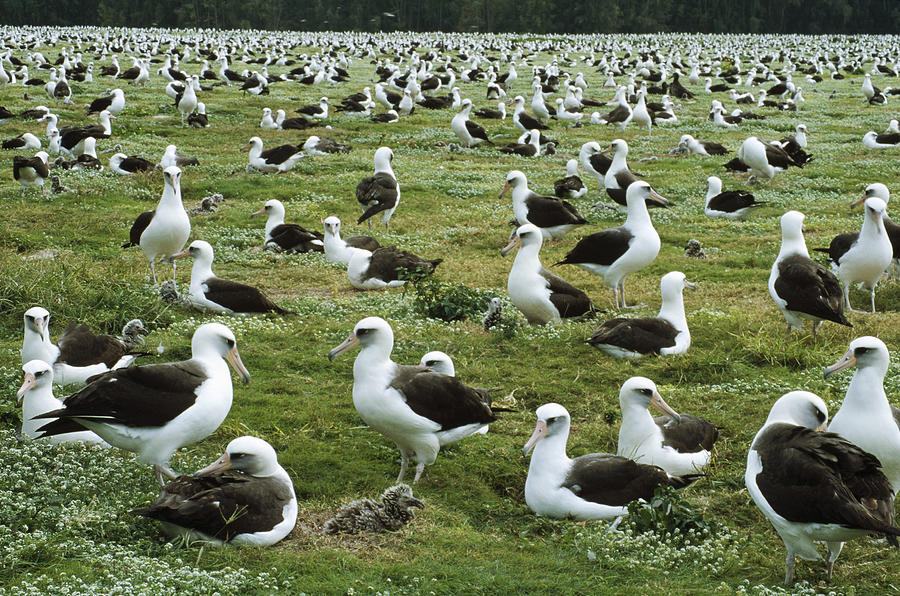 Laysan Albatross Nesting Colony Hawaii Photograph by Tui De Roy
