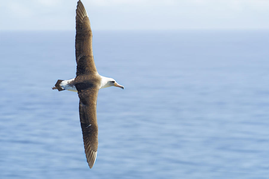 Laysan Albatross No 1 - Kilauea - Kauai - Hawaii Photograph by Belinda Greb