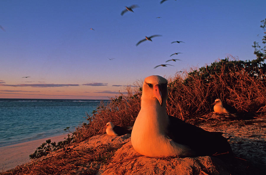 Albatross Photograph - Laysan Albatross On Nest At Dawn by Stephen Gorman