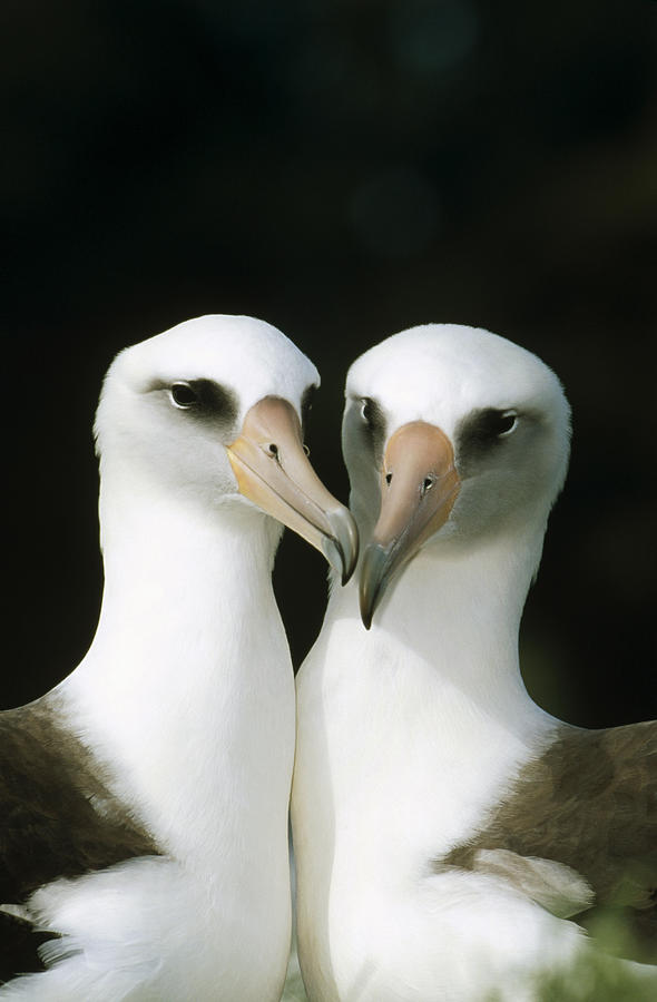 Laysan Albatross Pair Bonding Hawaii Photograph by Tui De Roy