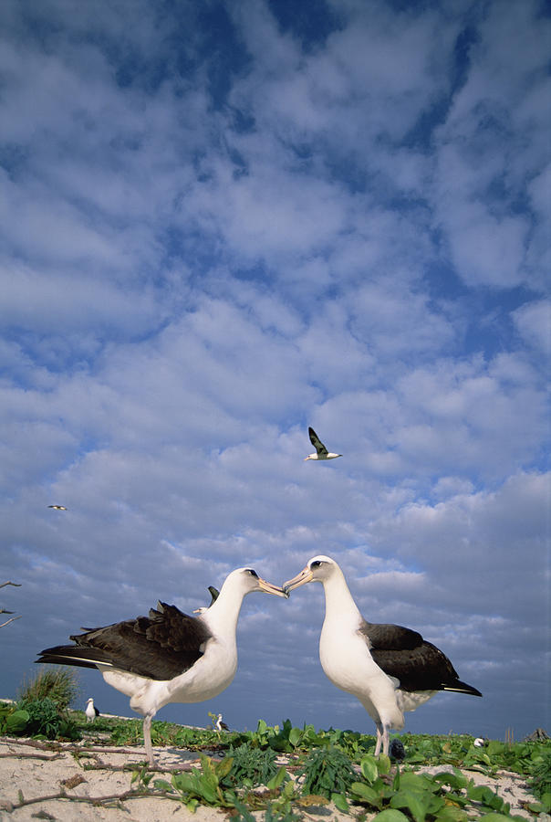 Laysan Albatross Pair Courting Midway Photograph by Tui De Roy
