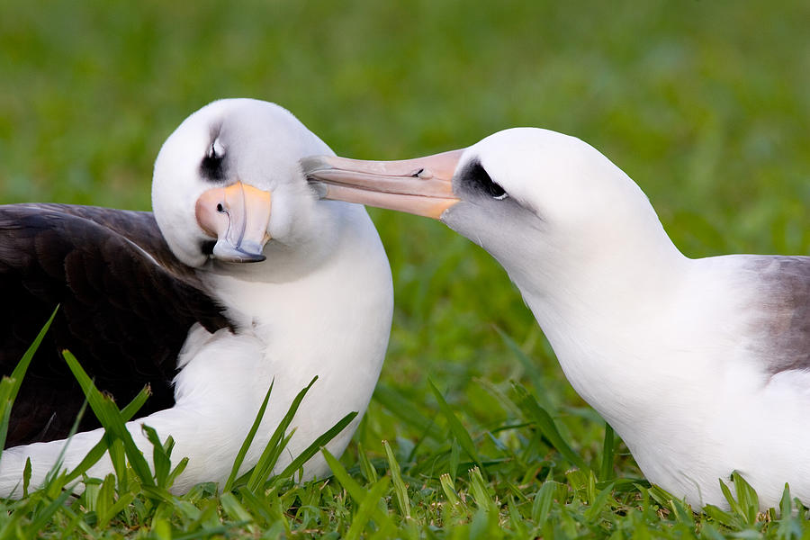 Laysan Albatross Pair Photograph by Craig K. Lorenz - Fine Art America