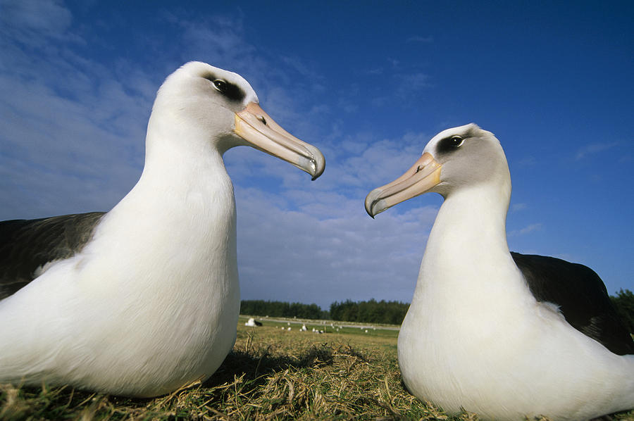 Laysan Albatross Pair Hawaii Photograph by Tui De Roy