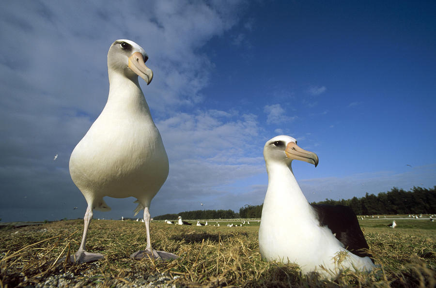 Laysan Albatross Pair Midway Atoll Photograph by Tui De Roy