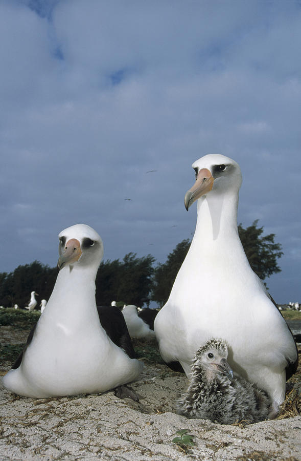 Laysan Albatross Parents Exchanging Photograph by Tui De Roy