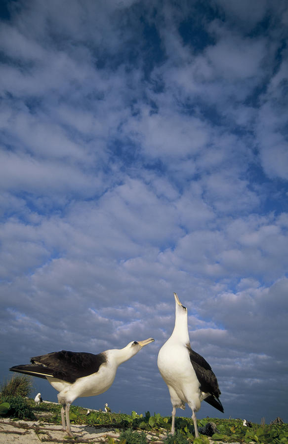 Laysan Albatrosses Courting Photograph by Tui De Roy