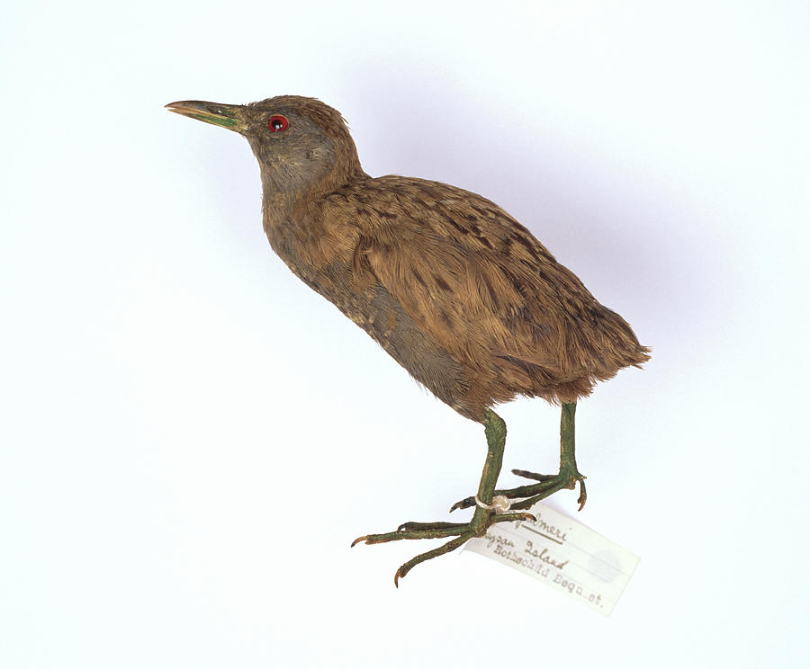 Nature Photograph - Laysan Crake Bird by Natural History Museum, London/science Photo Library