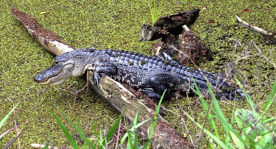 Lazing Gator Photograph by Peggy King