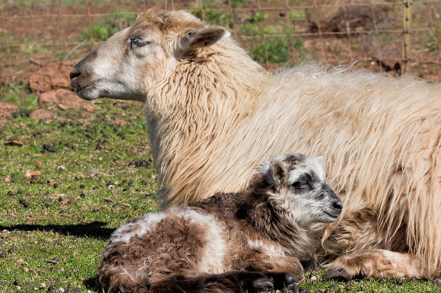 Sheep Photograph - Lazing on a Sunny Afternoon by Kathleen Bishop