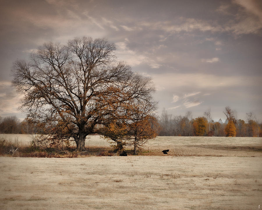 Lazy Autumn Day - Farm Landscape Photograph by Jai Johnson