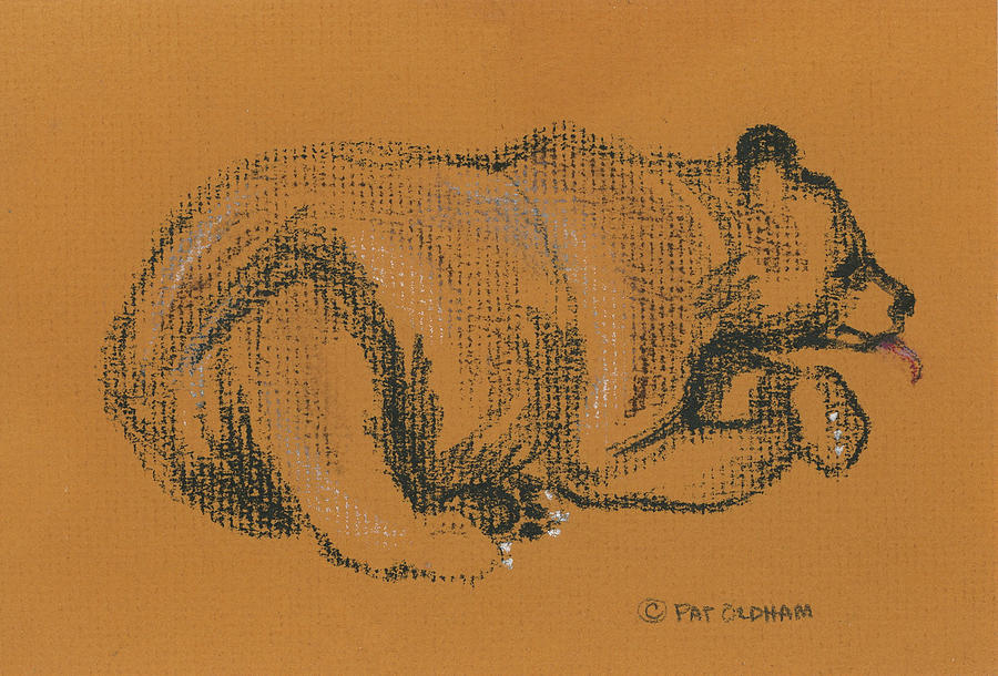 Lazy Black bear Drawing by Pat Oldham