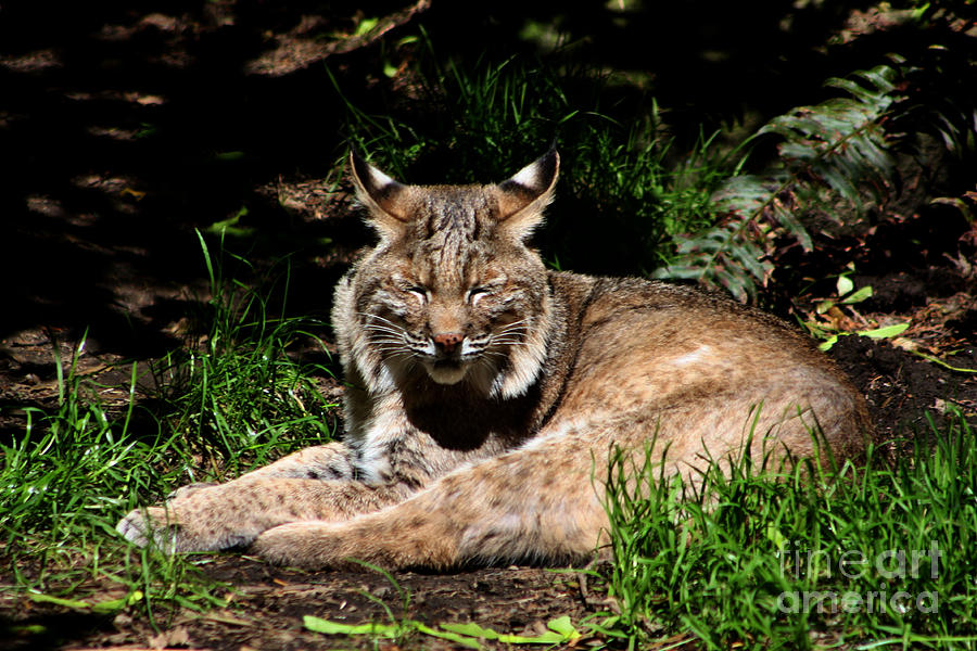 Lazy Bobcat in the Sun Photograph by Nick Gustafson