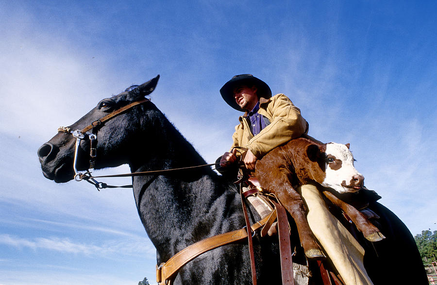 Horse Photograph - Lazy C Ranch Cowboy by Adam Sylvester