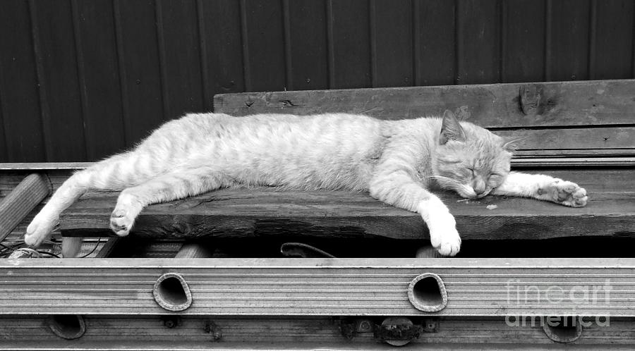 Lazy cat Photograph by Andrea Anderegg
