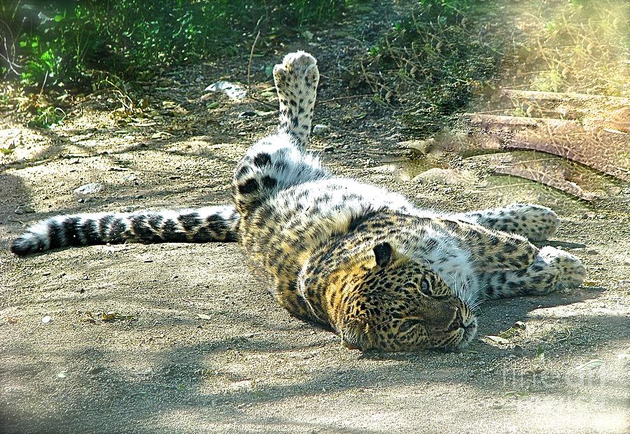 Lazy Cat at the Living Desert Photograph by Phyllis Kaltenbach