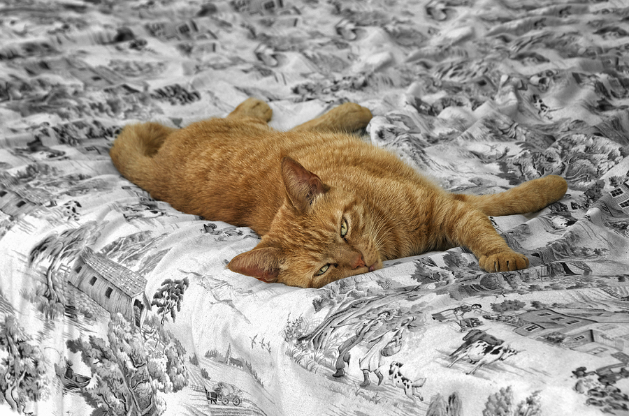 Lazy Cat Photograph by Steven Michael
