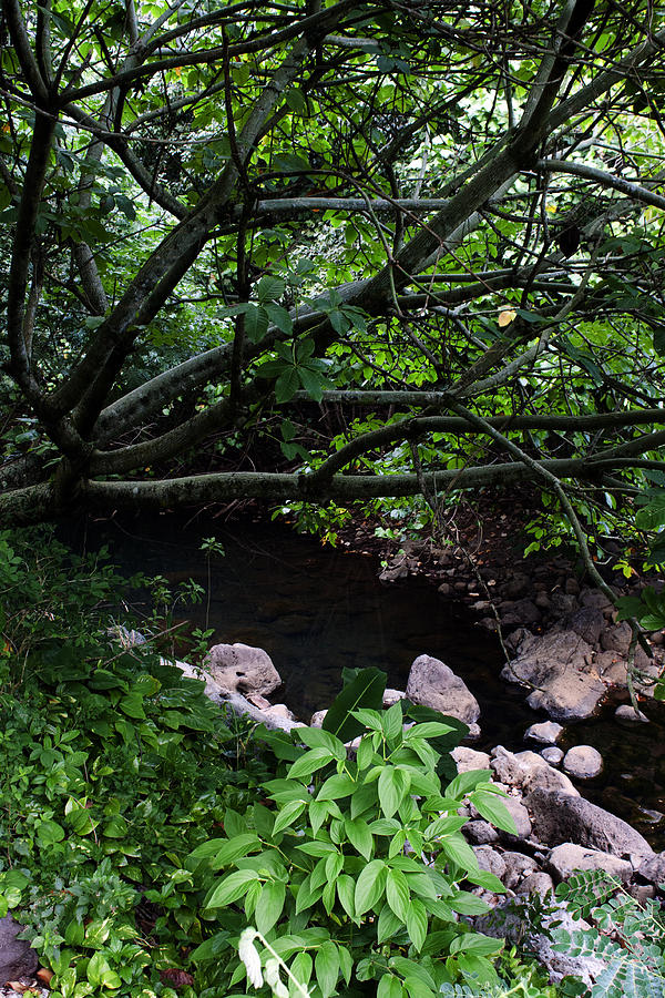 Lazy Creek Photograph by Edward Hawkins II
