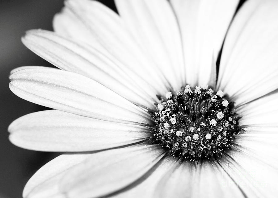 Black And White Photograph - Lazy Daisy in Black and White by Sabrina L Ryan