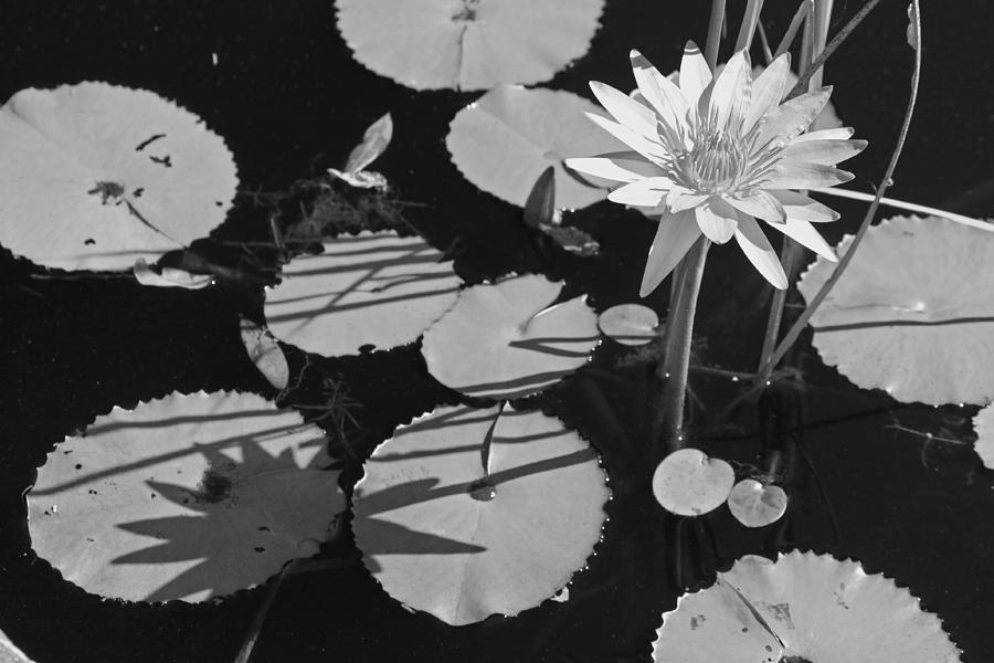 Black And White Photograph - Lazy Day at the Lily Pond in Black and White by Suzanne Gaff