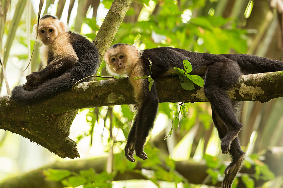 Lazy Day in the Rainforest Photograph by Natural Focal Point Photography