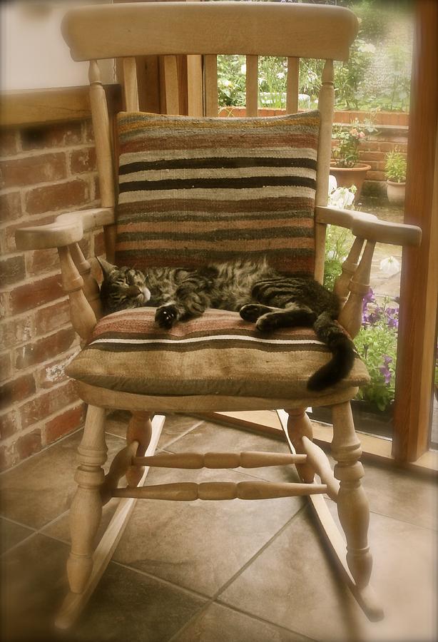 Cat Photograph - Lazy Day by Roy Crowther