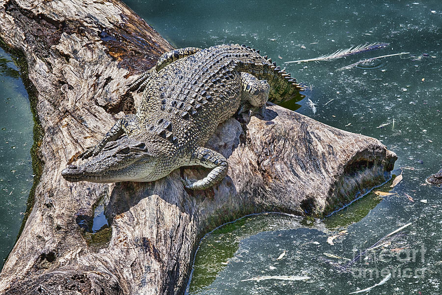 Crocodile Photograph - Lazy Days by Douglas Barnard