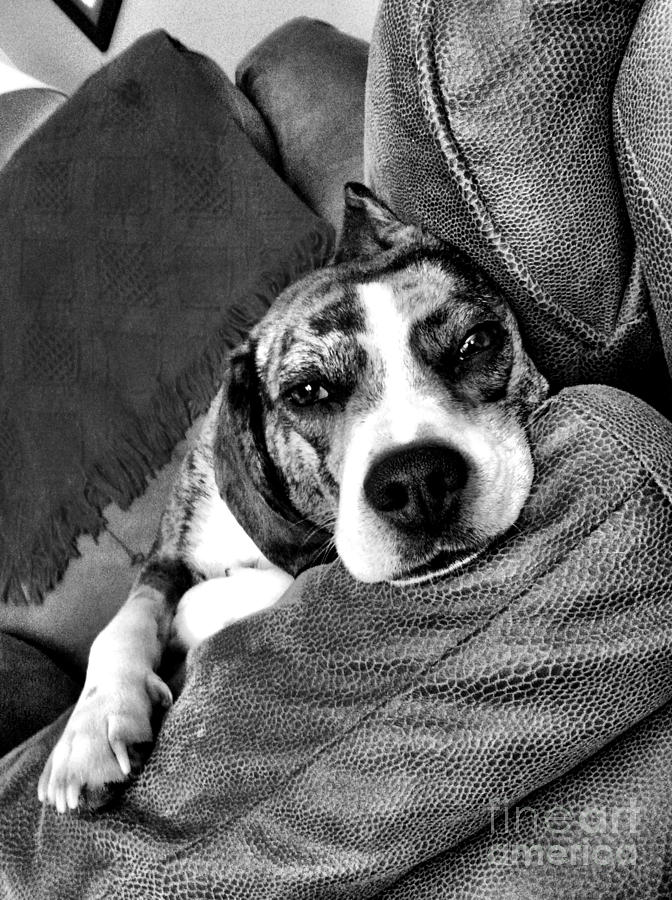 Dog Photograph - Lazy Days by Rachel Barrett