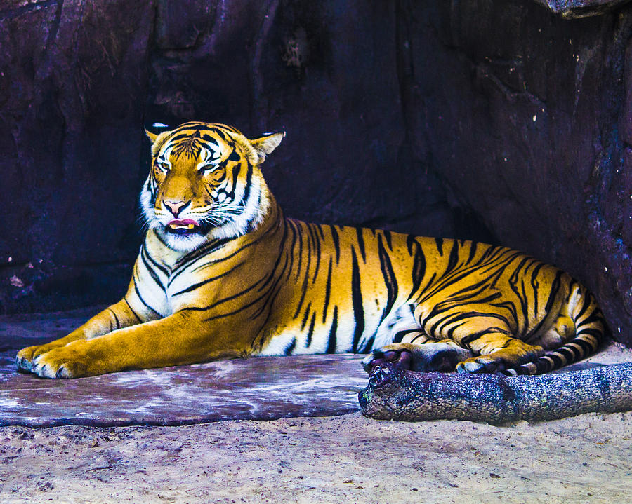 Tiger Photograph - Lazy Days by Stephen Brown