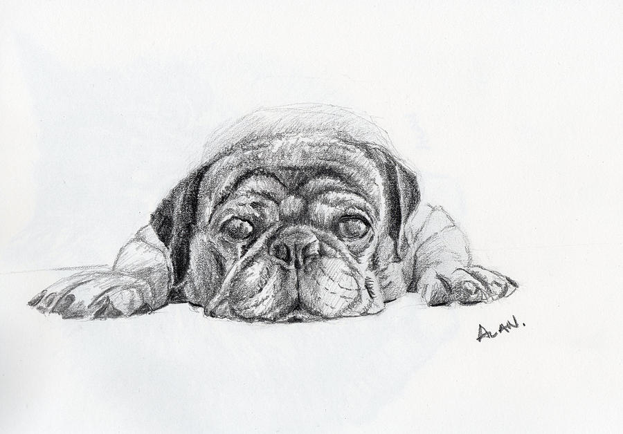 Lazy Dog Drawing by Alan Smith Fine Art America