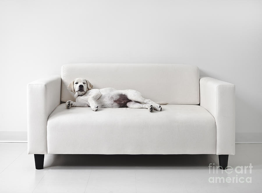 Dog Photograph - Lazy Dog on the Sofa by Diane Diederich