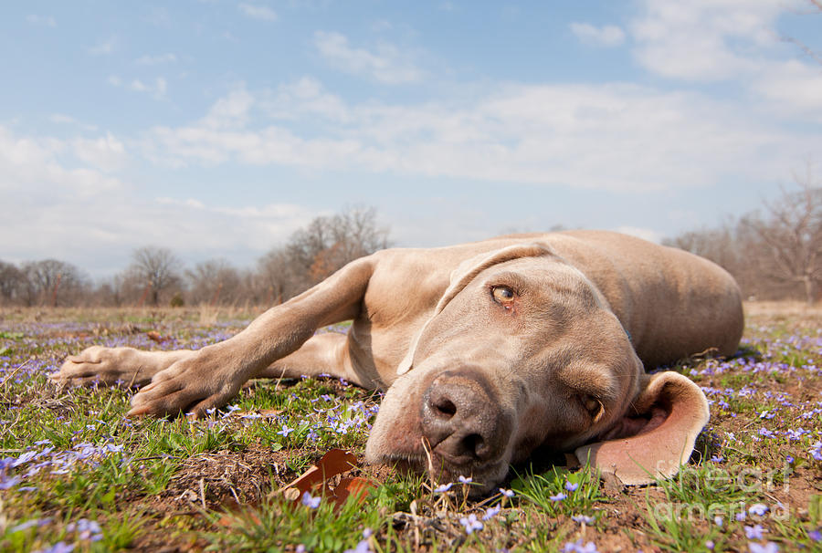 Lazy Happy Dog Photograph by Sari ONeal