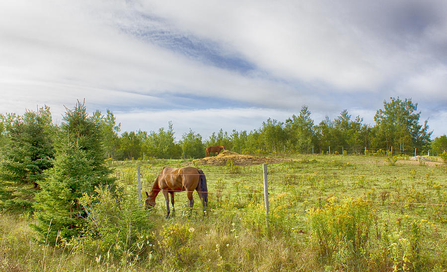 Horse Photograph - Hay Day by Tanya Romeo