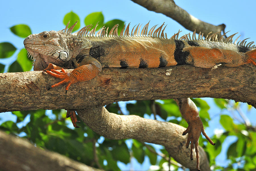 Lazy Iguana  Photograph by Alan Lenk