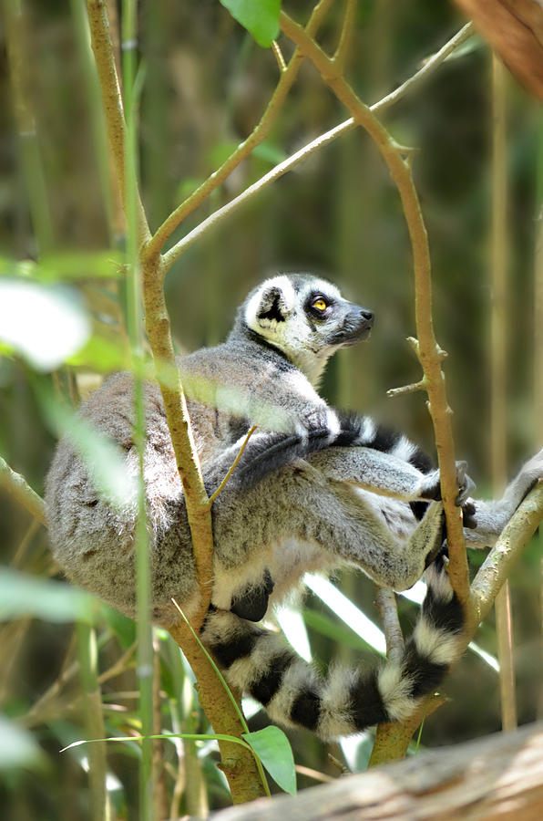 Lazy Lemur  Photograph by Ally  White