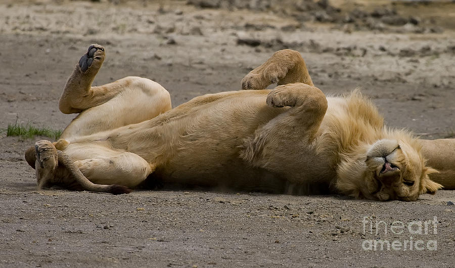 Lazy Lion Photograph by J L Woody Wooden